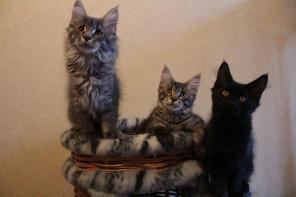 Котята мейн-кун
