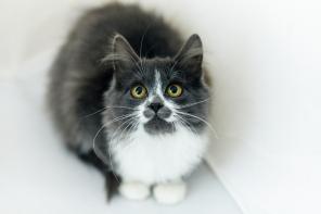 Любаша - это та кошка, которая может сделать уютным любой дом.