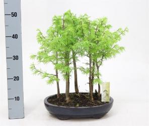 Бонсай Ларикс Larix, Лиственница