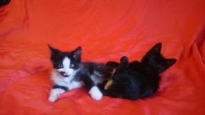 Отдаются котёнки, в знающие породу кошачьих руки!