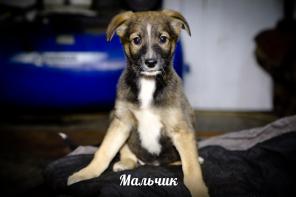 в самые добрые и ответственные ручки отдаются щеночки !