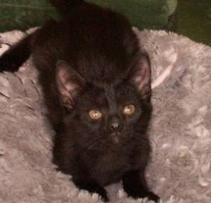 Котята домашние 2,5 мес.