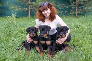 Щенки ротвейлера питомник