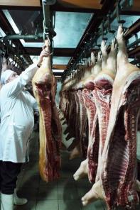 Свинина в полутушах охл., 1 категория