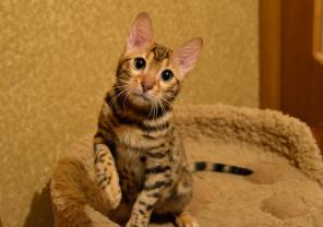 Беннгальская породистая кошечка