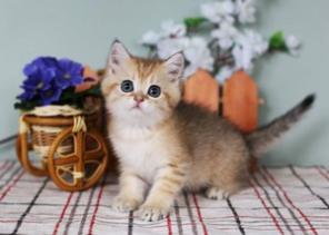Британские золотые и серебристые шиншиллы