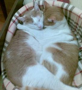 Пропали коты