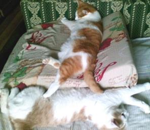 Пропали коты