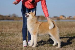 Акита для выставок и разведения