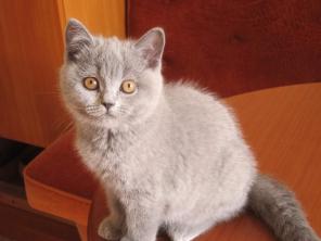 Британские котята