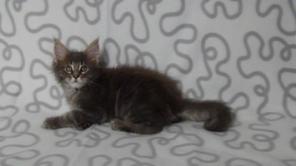 Котик Мейн-Кун