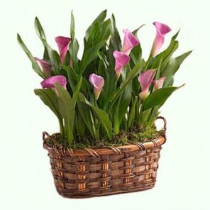 Калла горшечная в корзине