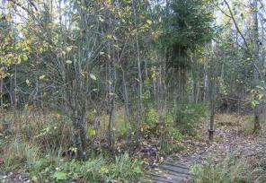 Участок 6 сот. в Ленобласти. 350000 руб.