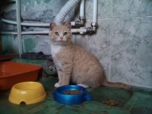 Рыжий котенок Мотя в дар