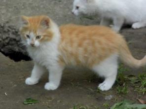 Котята в хорошие руки