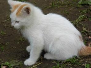 Котята в хорошие руки