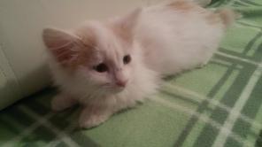 Котёнок в добры руки