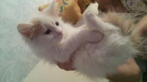 Котёнок в добры руки