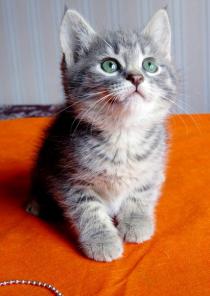 Четыре малыша котенка разных окрасов ищут дома