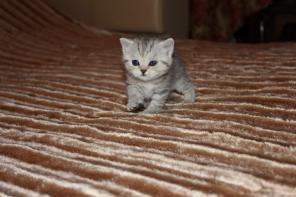 Продаются котятки скоттиш-фолд и скоттиш-страйт