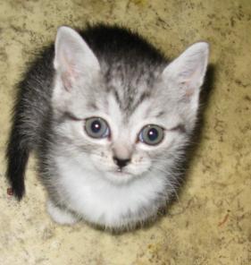 вискасного котенка в дар