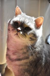 Ищет дом котик Дуся, породы британская шиншилла, 6 лет.