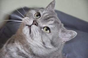 Ищет дом котик Дуся, породы британская шиншилла, 6 лет.