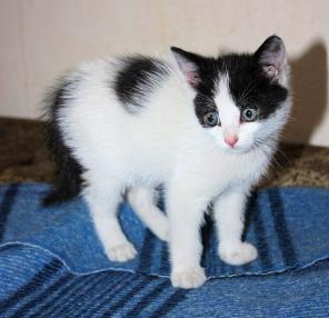 Очаровательные котята ищут маму и папу!
