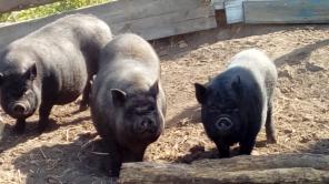 Вьетнамские вислобрюхие поросята