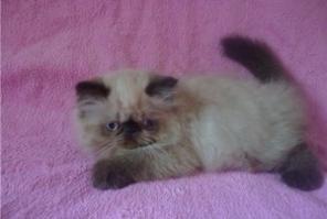 Персидские котята
