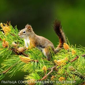 Вся правда о пыльце сосны.Невероятно, но факт!