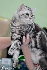 Британские серебристые мраморные зеленоглазые котята