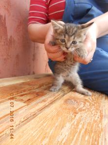 Маленькие котята ждут своих хоязев