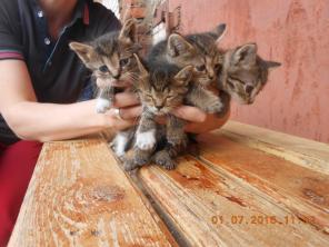 Маленькие котята ждут своих хоязев