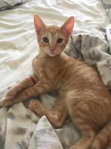 Замечательные котята в дар! Отдам котенка