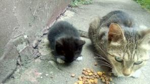 Котенок в добрые руки