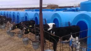 Продаются телята, с доставкой от 1-3 месяцев