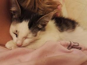 Отдам красивого котенка в хорошие руки