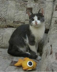 Котенок Тимоша ищет дом