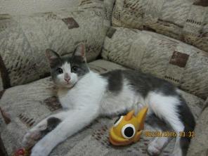 Котенок Тимоша ищет дом
