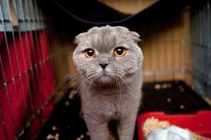 Шотландская вислоухая кошка в дар.