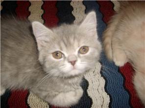 Британские котята