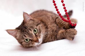 Миниатюрная кошечка Чича