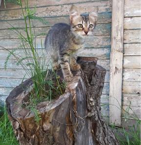 Милые котята ищут дом!
