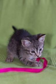 В добрые руки котёнок!