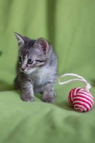 В добрые руки котёнок!