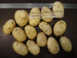 продаю картофель, сорт Джувел