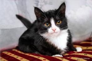 Маэстро обаятельный котенок в дар.