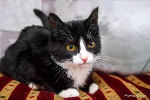 Маэстро обаятельный котенок в дар.