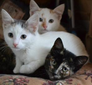 Котята ждут хозяев